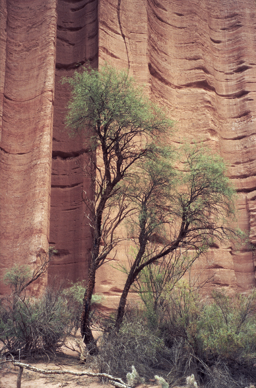 arg06_056l.jpg - Argentine, Noroeste, janvier 2006 de Valle Fertil à Talampaya canyon de Talampaya