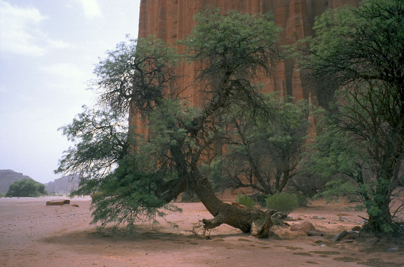 arg06_072l.jpg - Argentine, Noroeste, janvier 2006 de Valle Fertil à Talampaya canyon de Talampaya