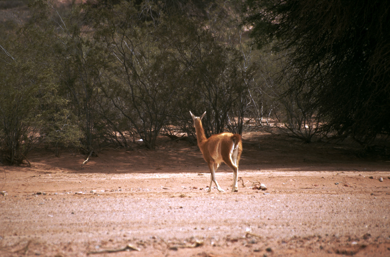 arg06_074m.jpg - Argentine, Noroeste, janvier 2006 de Valle Fertil à Talampaya à la sortie du canyon de Talampaya, une vigogne