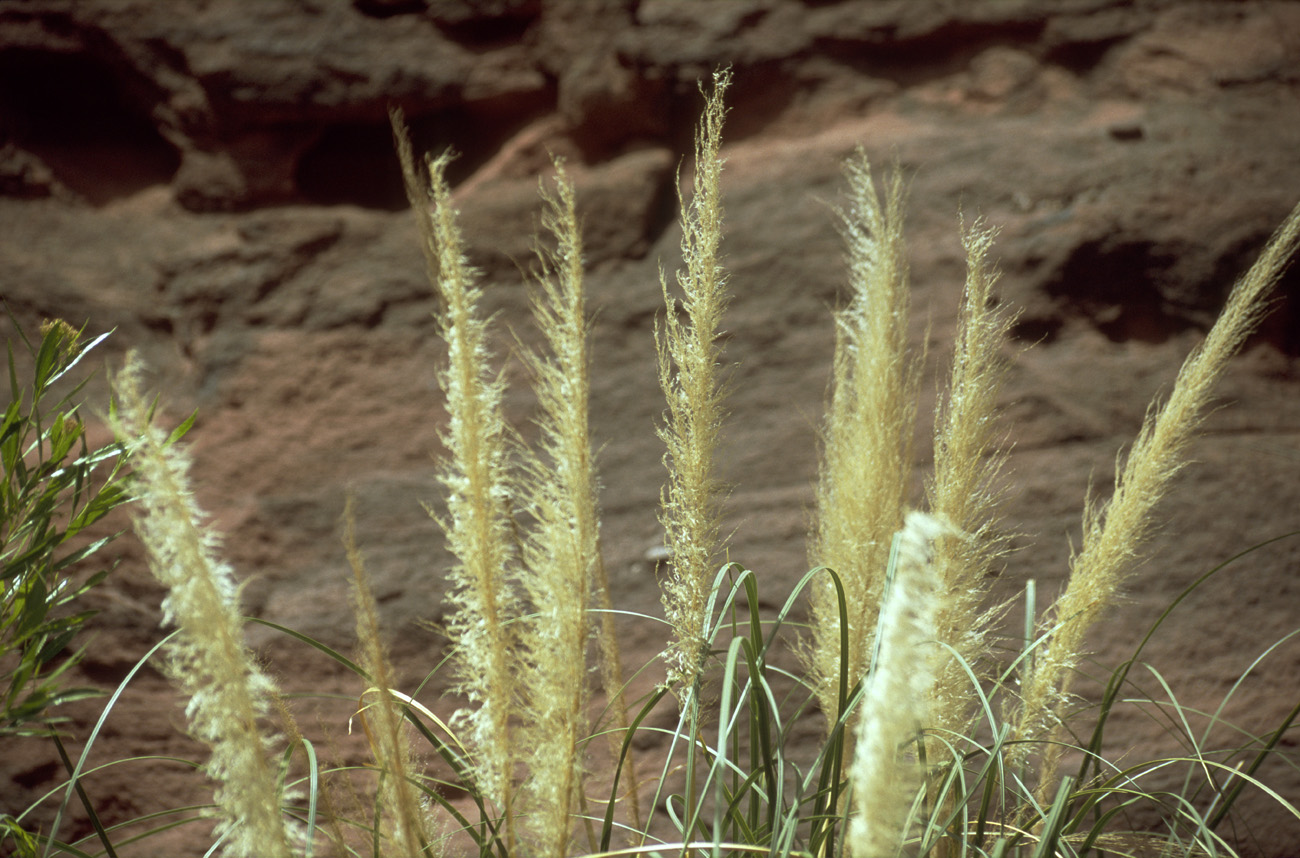arg06_086m.jpg - Argentine, Noroeste, janvier 2006 de Valle Fertil à Talampaya herbes de la pampa dans une gorge (Talampaya)
