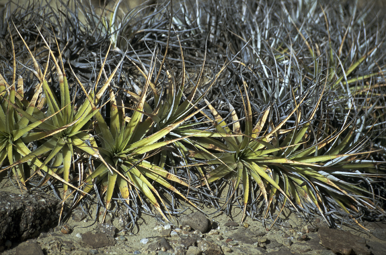 arg06_113m.jpg - Argentine, Noroeste, janvier 2006 de Valle Fertil à Talampaya Ishigalasto (la vallée de la lune). Quelques rares plantes dans ce désert..
