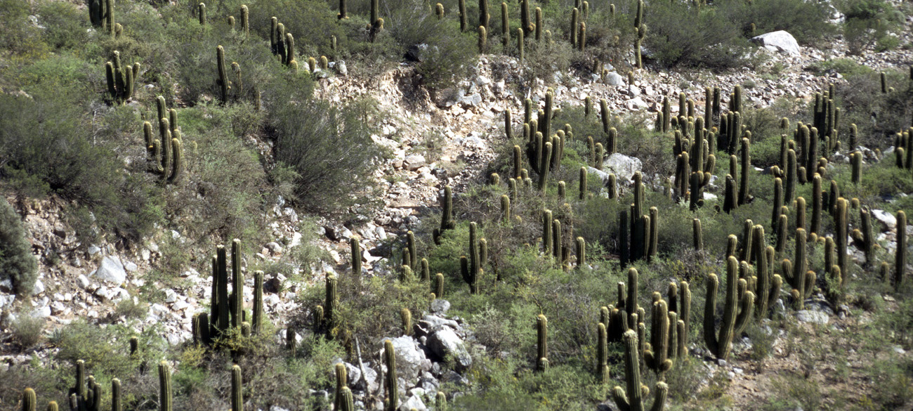 arg06_143m-p.jpg - Argentine, Noroeste, janvier 2006 de Pagancillo à Chilecito forêt de cactus