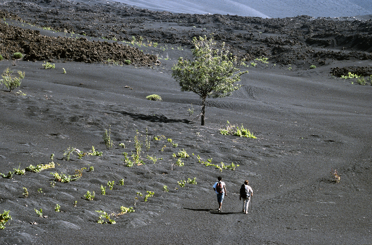 cve05_062m.jpg - Fogo Cha das Caldeiras vert de vigne, noir de lave