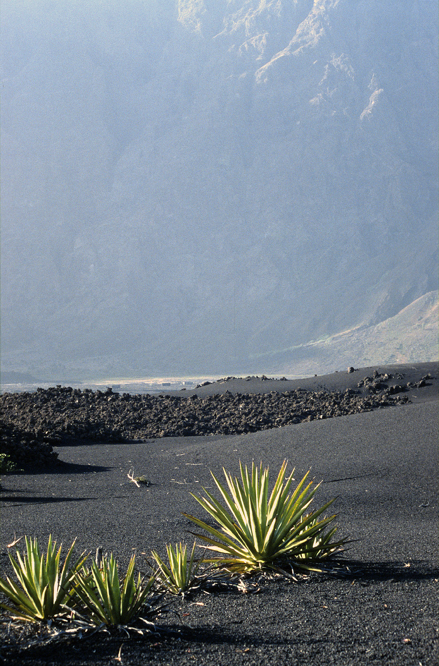 cve05_082m.jpg - Fogo Cha das Caldeiras le vert du sisal tranche magnifiquement sur la lave