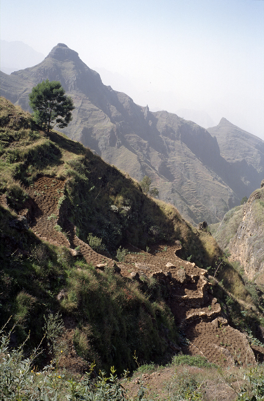 cve05_278l.jpg - Santo Antao vallée de Joao Afonso cultures en terrasse