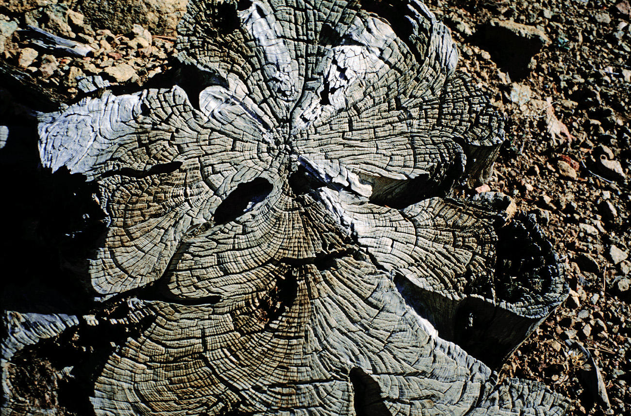 chy1998_16.jpg - Troodos souche d'un arbre aux formes tourmentées Ektachrome Elite 100