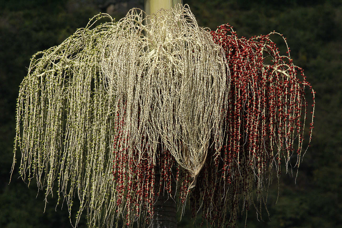 gua06_0247.jpg - autour du lac Atitlan  Panajachel cheveux de palmier