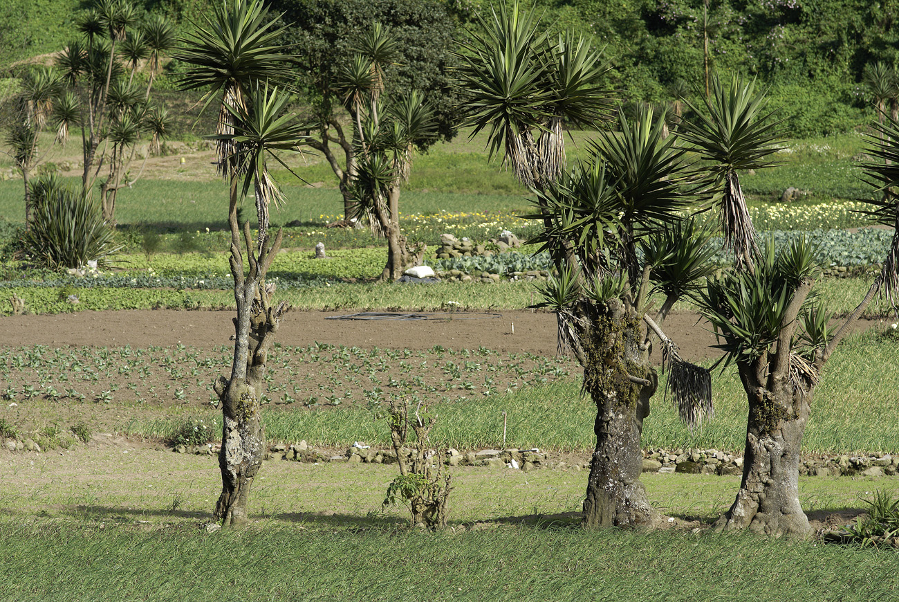 gua06_0322.jpg - autour de Quetzaltenango cultures de vallées en descendant vers le littoral du Pacifique : il fait plus chaud et les essences différentes de celles rencontrées sur les hauts plateaux