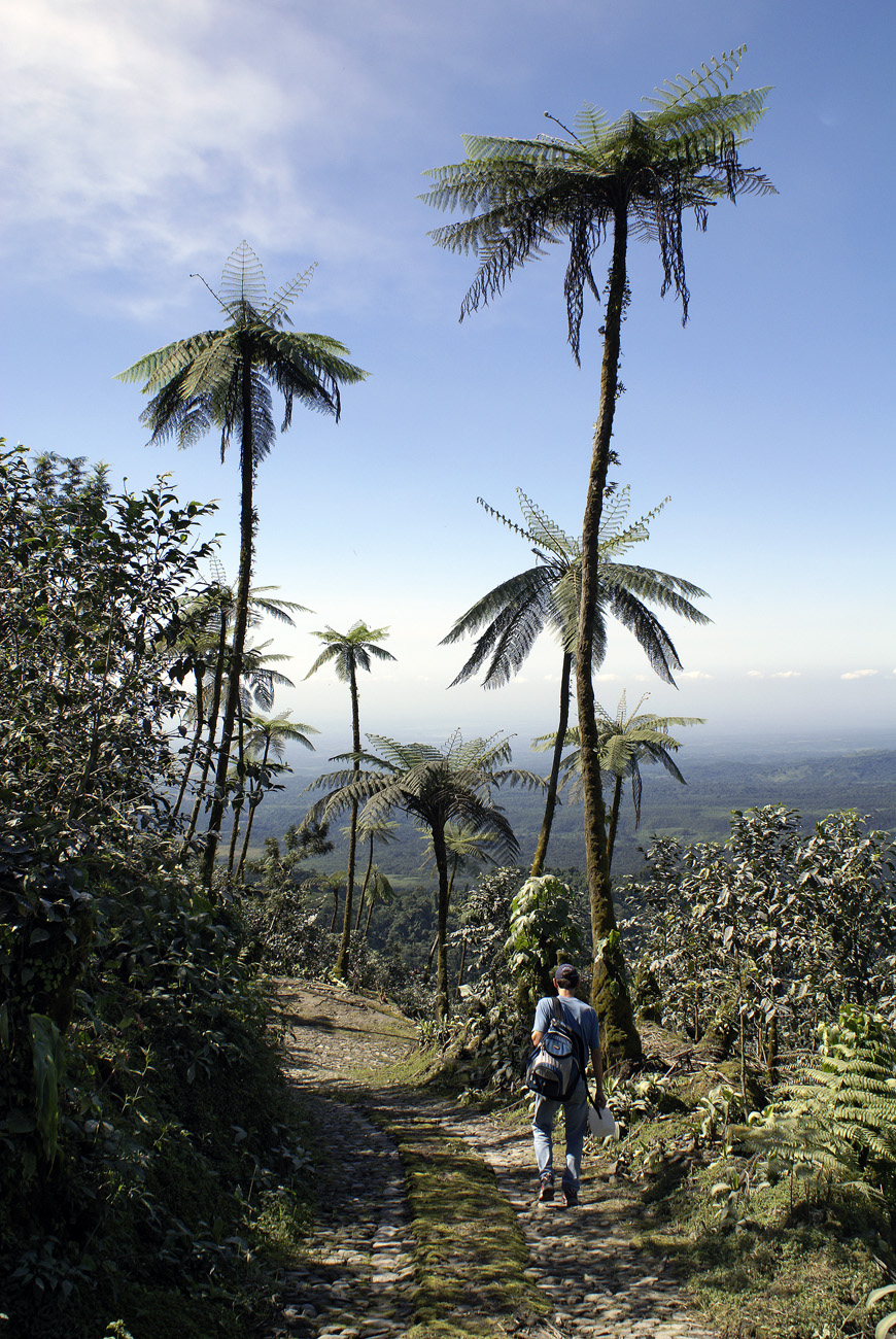gua06_0376.jpg - volcan Santiaguito  finca plantation de café et fougères arborescentes