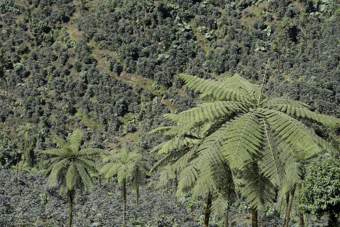 gua06_0380.jpg - volcan Santiaguito  finca plantation de café et fougères arborescentes