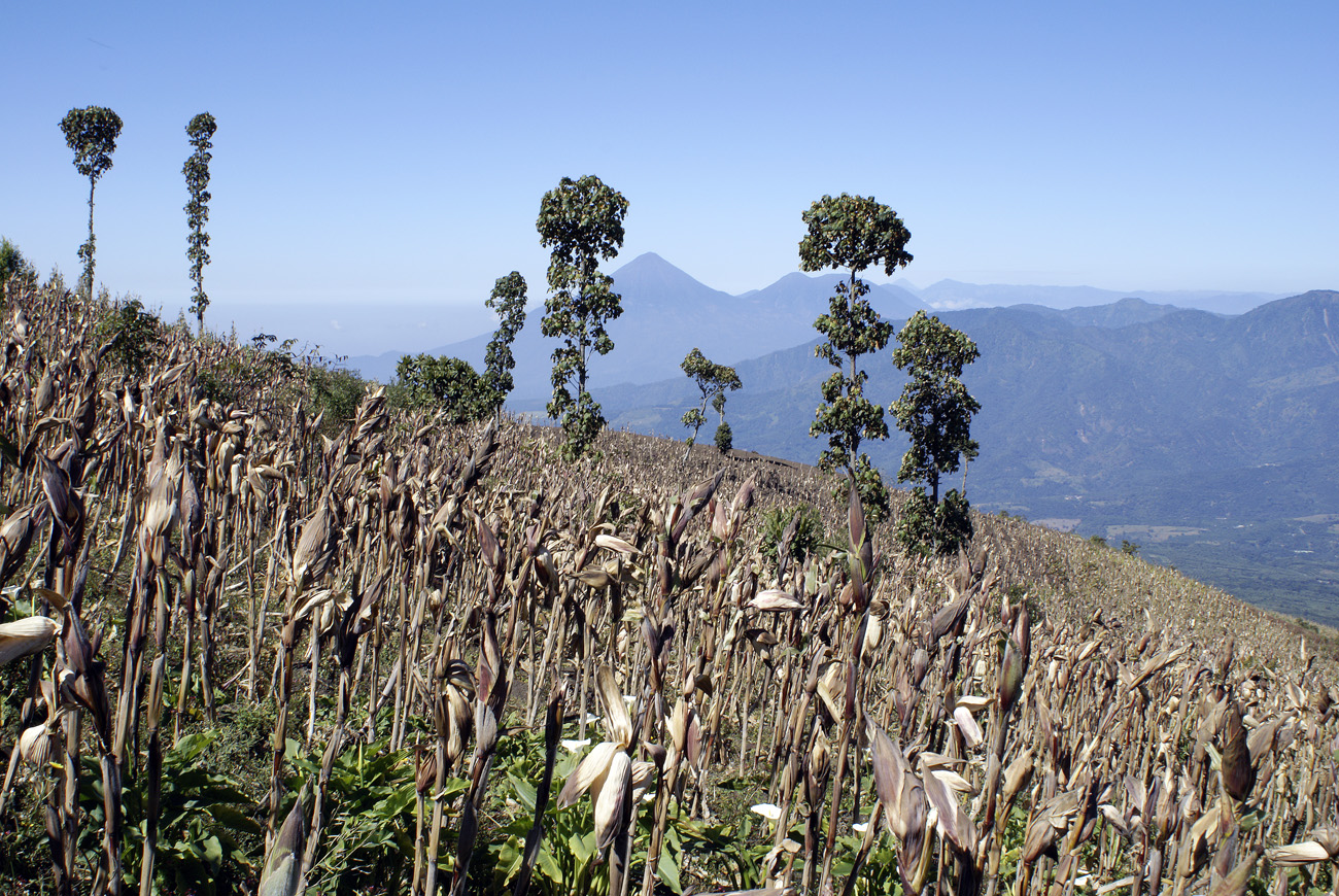 gua06_0602.jpg - volcan Fuego maïs