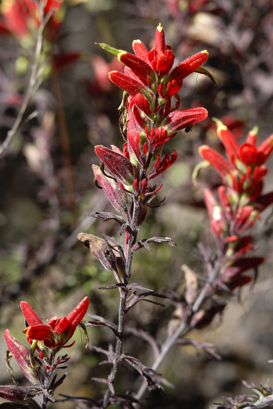 gua06_0664.jpg - volcan Fuego 