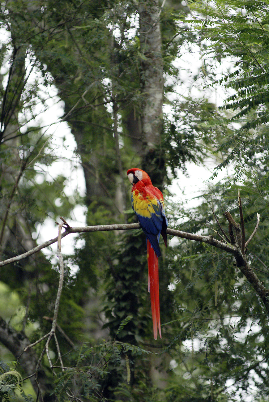 gua06_0767.jpg - Honduras ouest  Copan les aras vivent ici en liberté, mais ont pris l'habitude des touristes