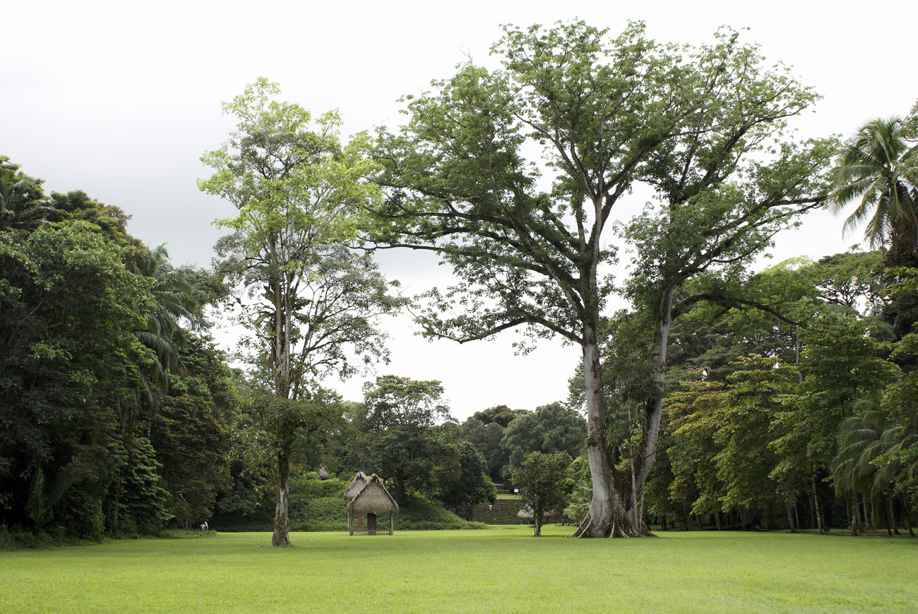 gua06_0794.jpg - Quirigua le site de Quirigua, de l'époque classique, est surtout renommé pour ses stèles, les plus imposantes du monde maya : le site est aussi dans un cadre magnifique, avec un énorme ceiba (fromager)