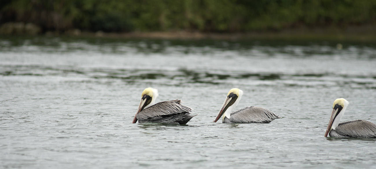 gua06_0836.jpg - Puerto Barrios pélicans