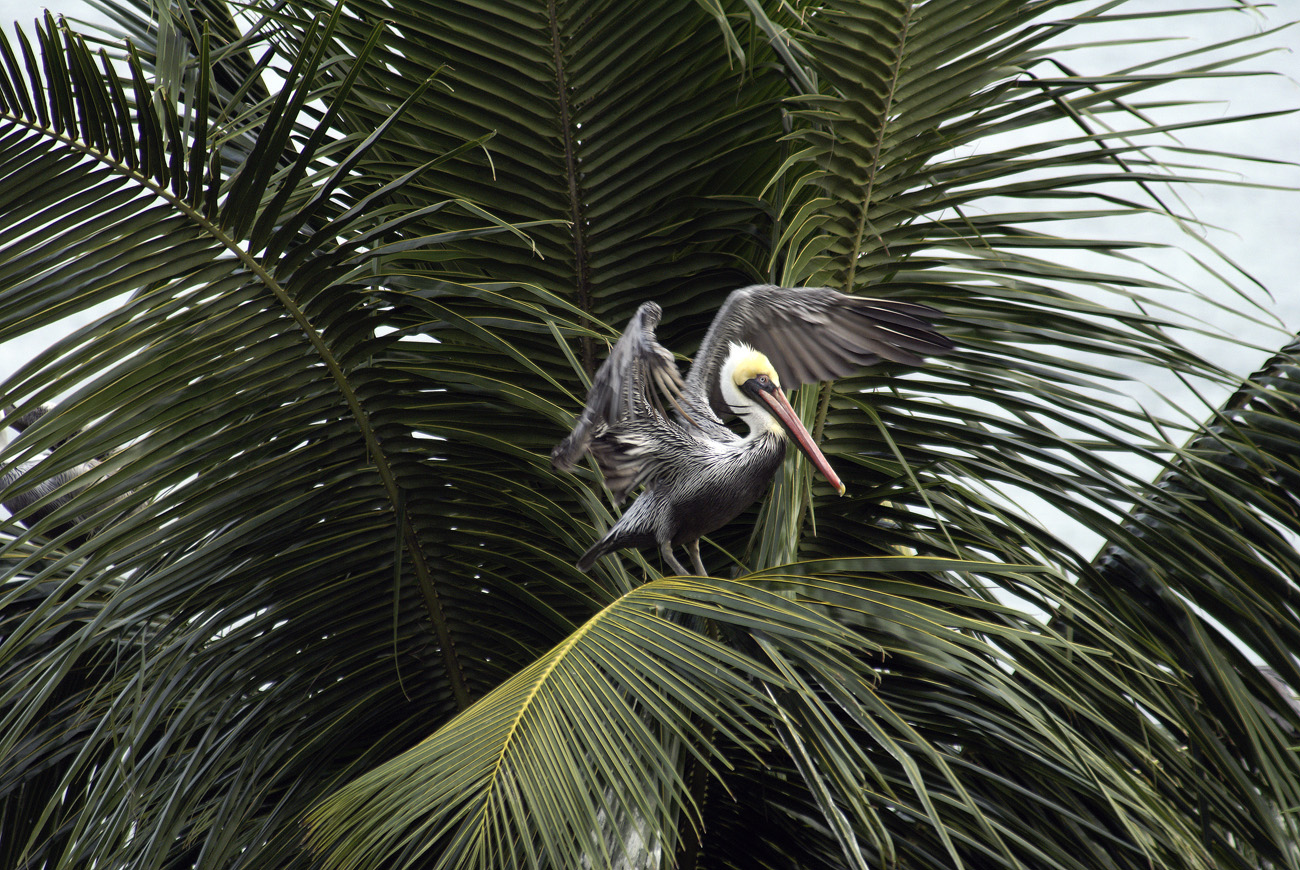gua06_0861.jpg - Livingston pélicans