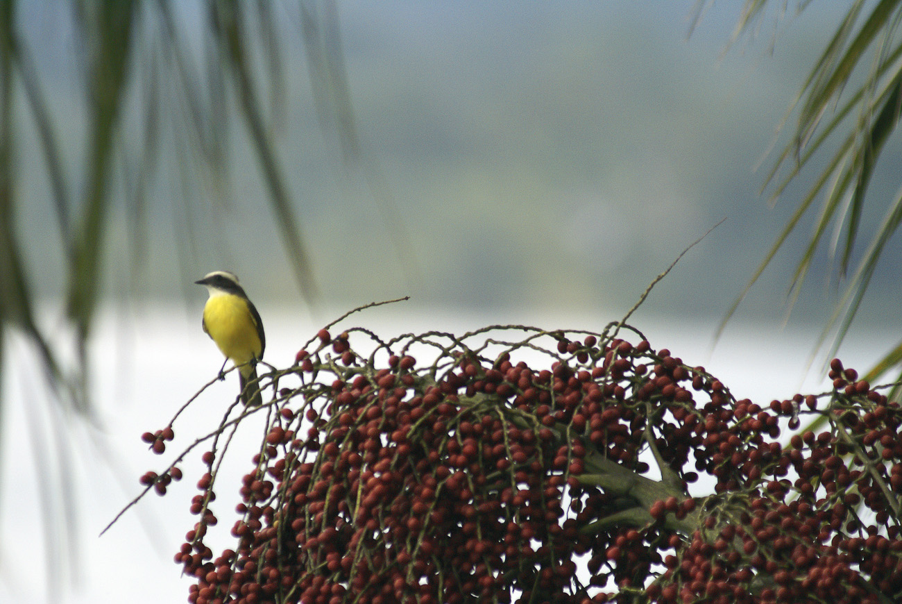 gua06_0916.jpg - Livingston roitelet ?