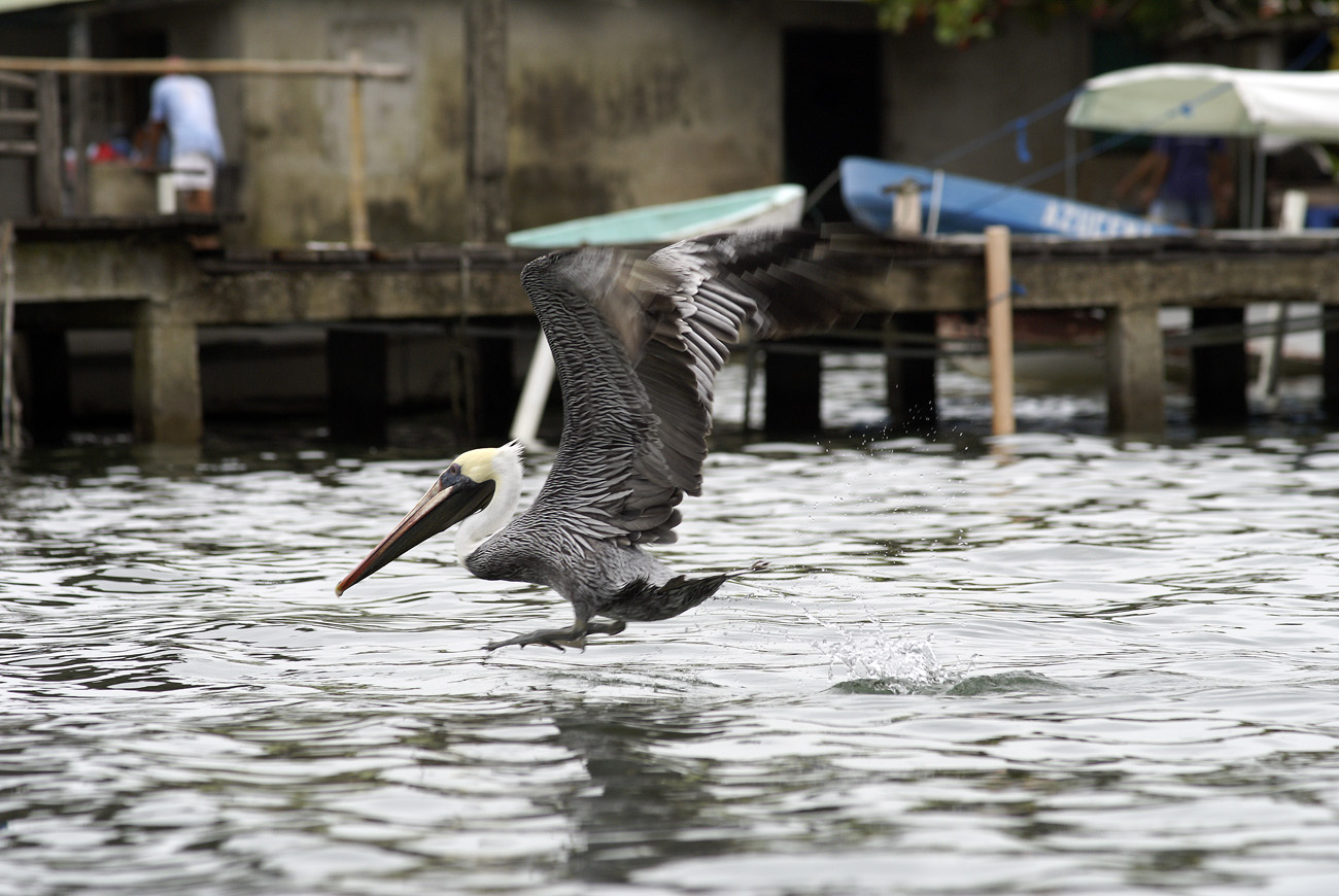 gua06_0922.jpg - Livingston amerrissage de pélican