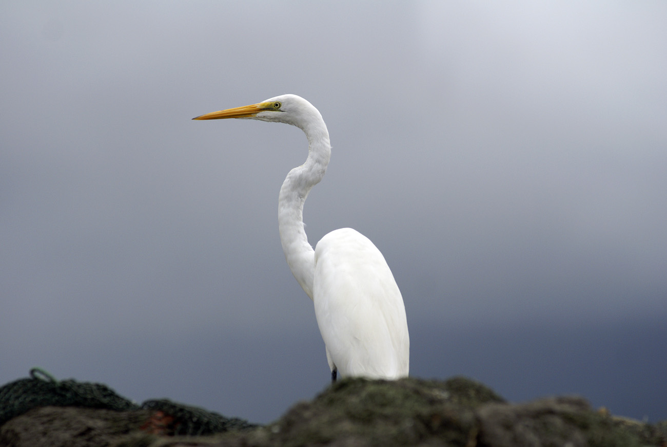 gua06_0923.jpg - Livingston aigrette
