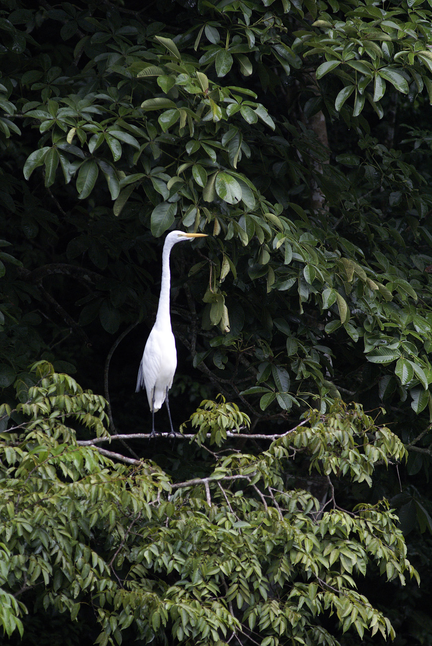 gua06_0941.jpg - rio Dulce aigrette blanche