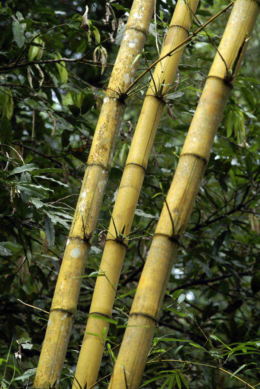 gua06_0970.jpg - rio Dulce  rio Tatin bambous