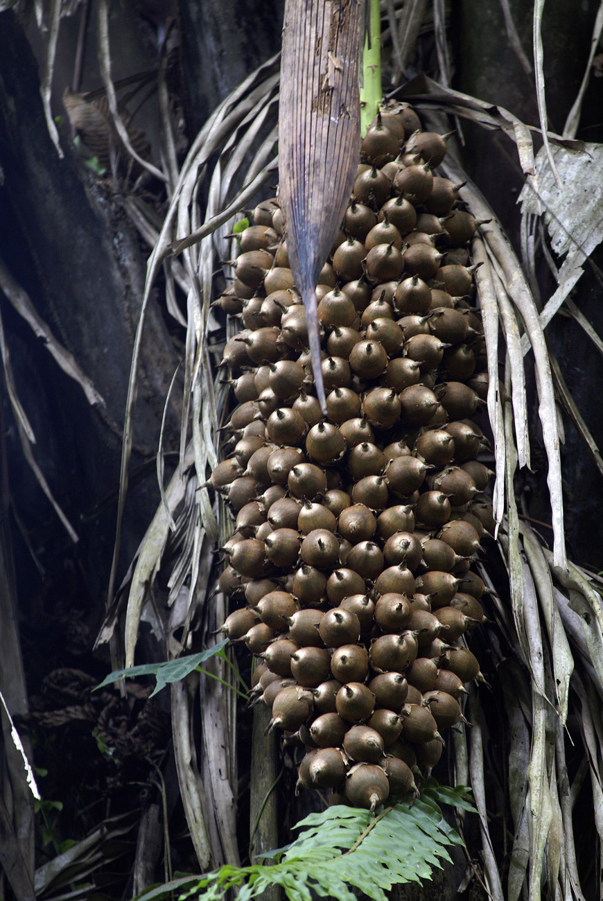 gua06_0973.jpg - rio Dulce  rio Tatin 