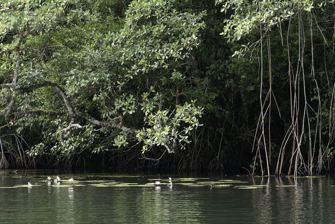gua06_0975.jpg - rio Dulce  rio Tatin lianes et nénuphars