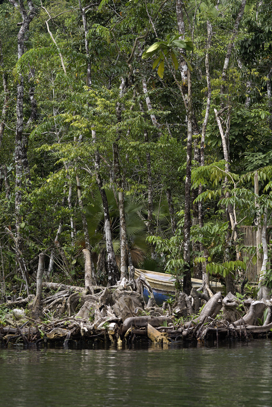 gua06_0978.jpg - rio Dulce  rio Tatin la mangrove