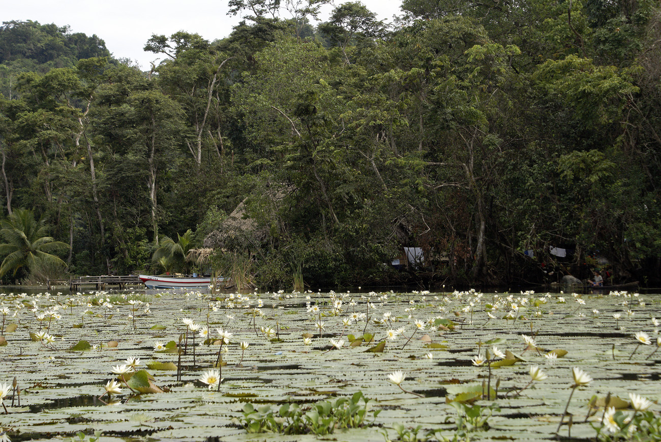 gua06_0990.jpg - rio Dulce  le bassin des nénuphars 