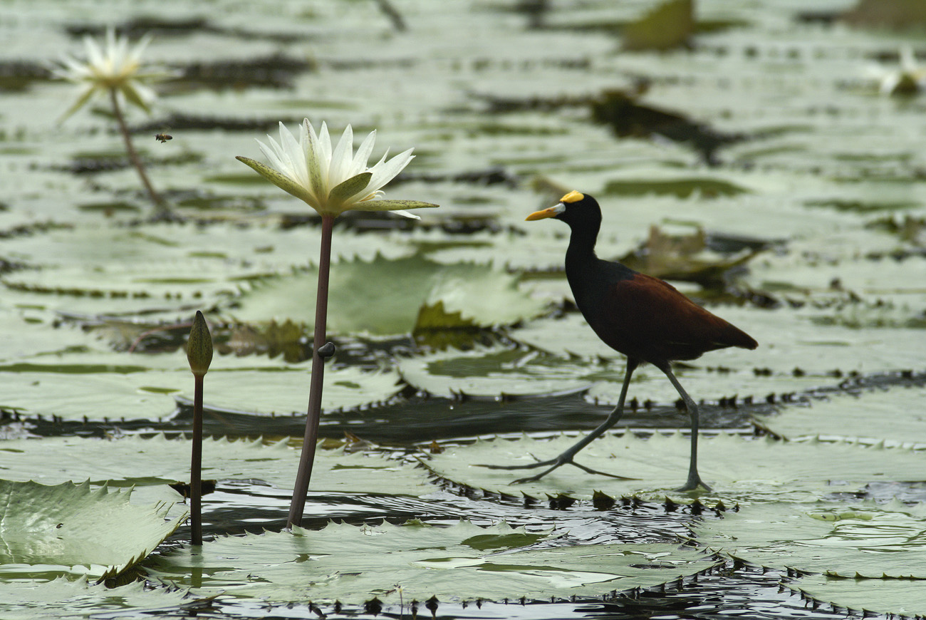 gua06_0995.jpg - rio Dulce  le bassin des nénuphars jacana du mexique