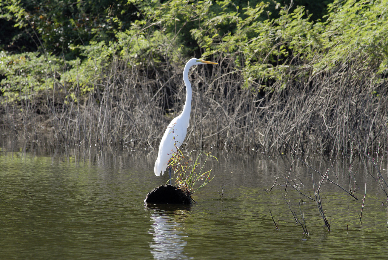 gua06_1053.jpg - rio de la Passion aigrette