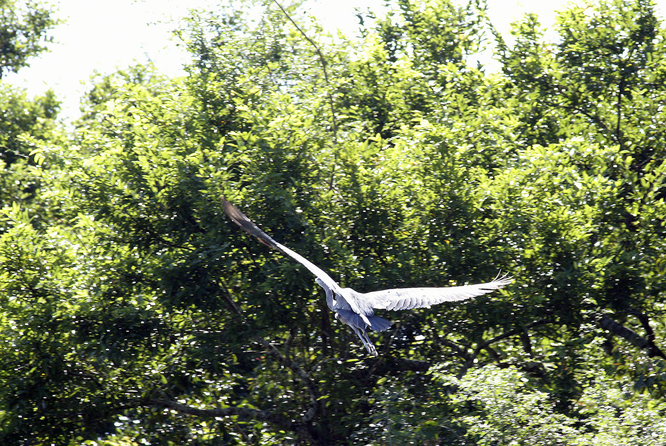 gua06_1057.jpg - rio de la Passion vol d'aigrette bleue