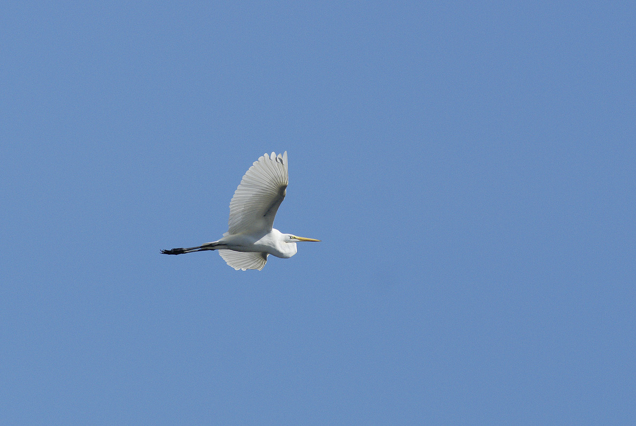 gua06_1061.jpg - rio de la Passion vol d'aigrette