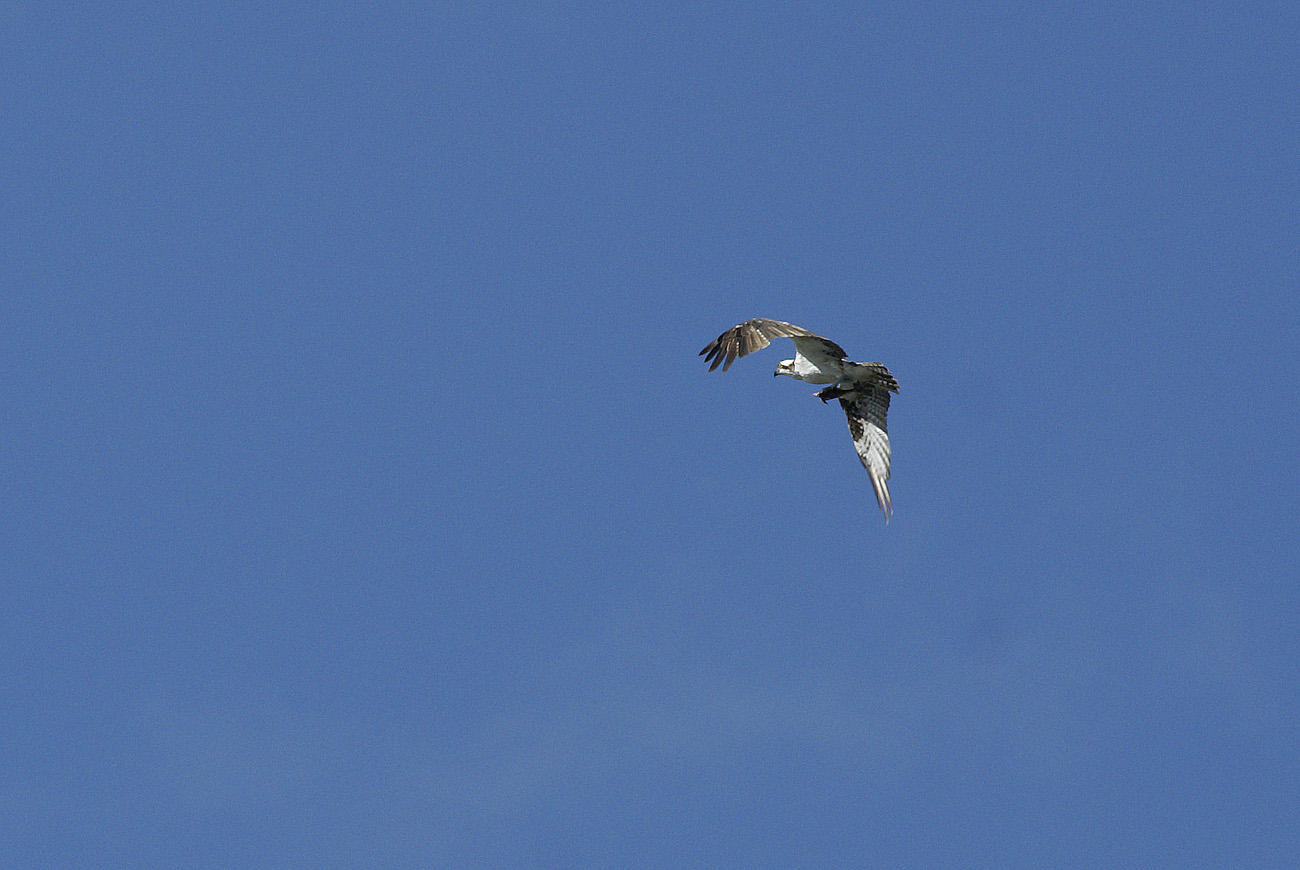 gua06_1071.jpg - rio de la Passion vol d'aigle colliard