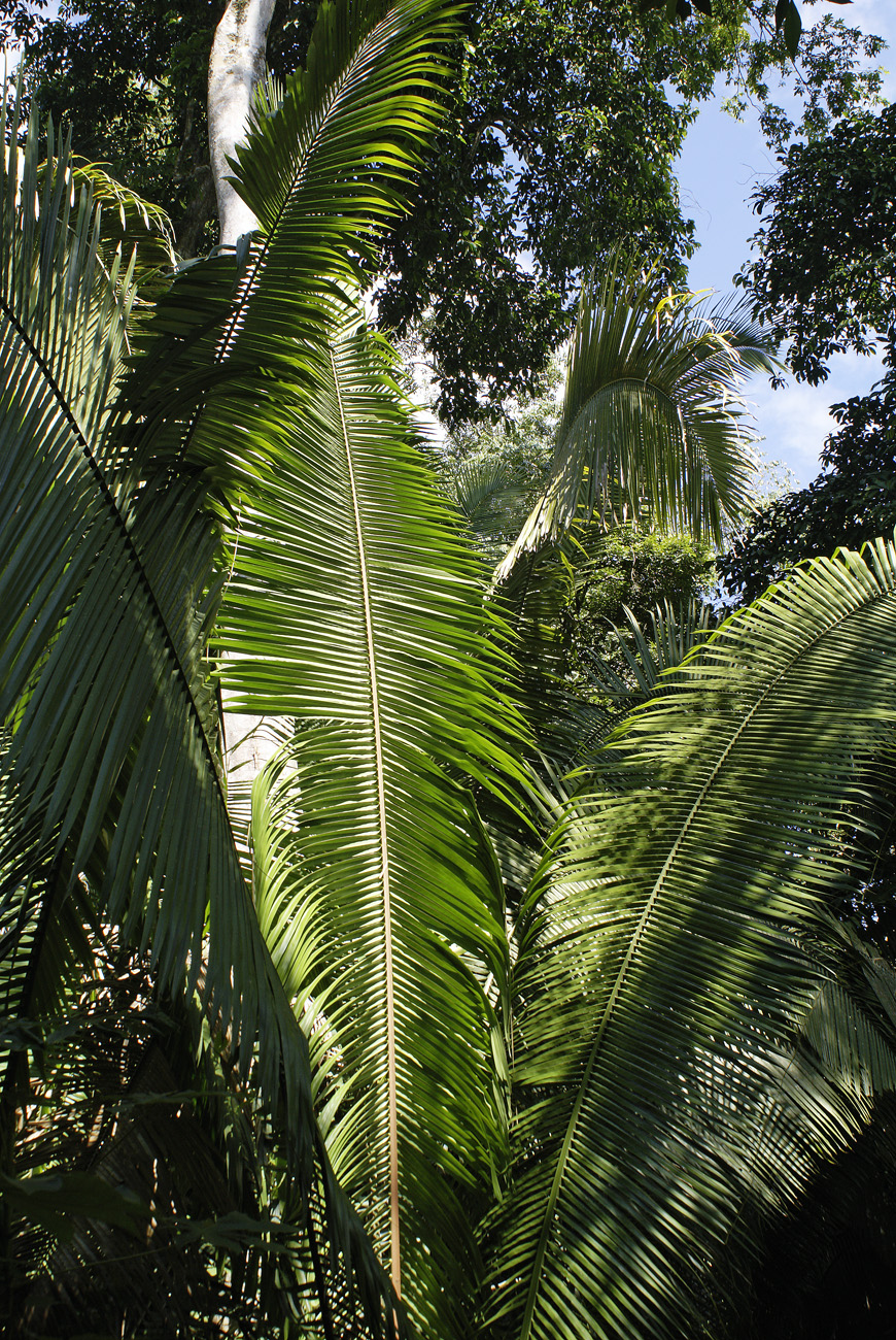 gua06_1075.jpg - Aguateca la jungle