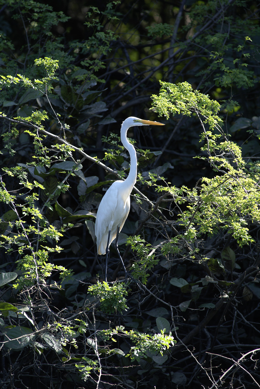 gua06_1112.jpg - rio de la Passion aigrette
