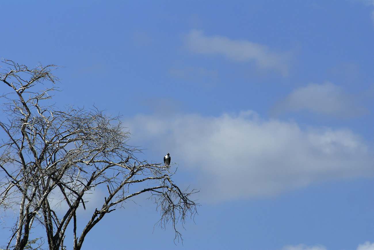 gua06_1119.jpg - rio de la Passion aigle colliard
