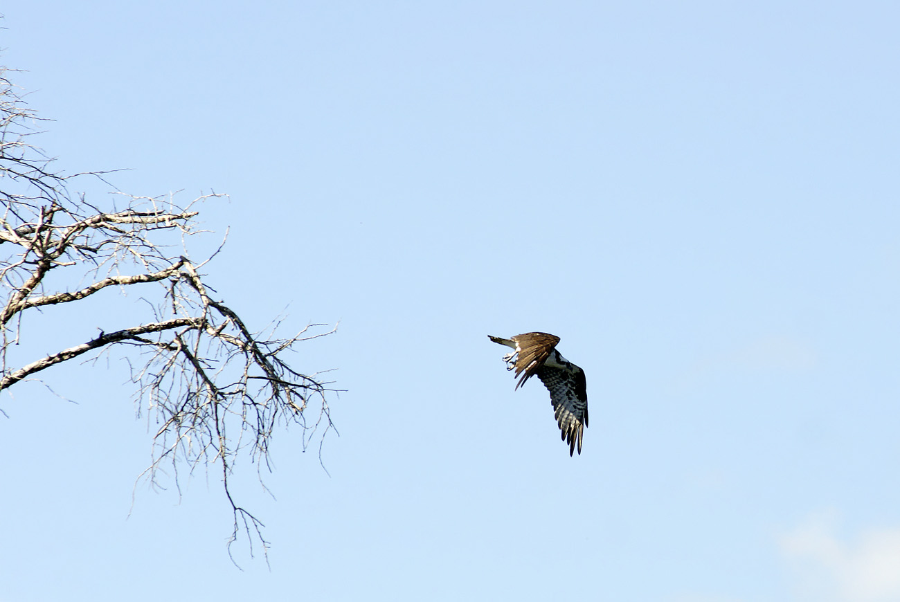 gua06_1121.jpg - rio de la Passion aigle colliard