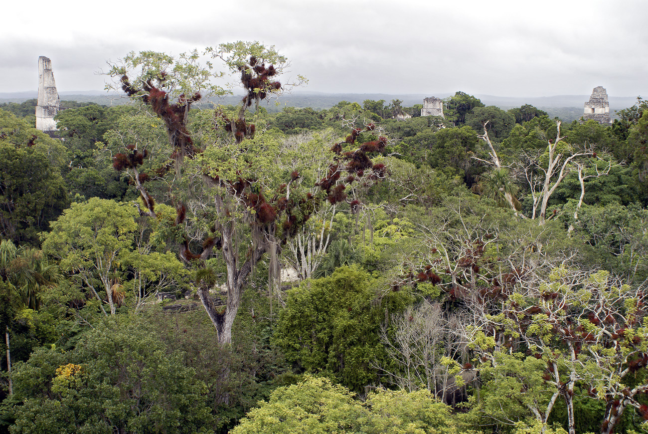 gua06_1174.jpg - Tikal vue générale depuis le monde perdu