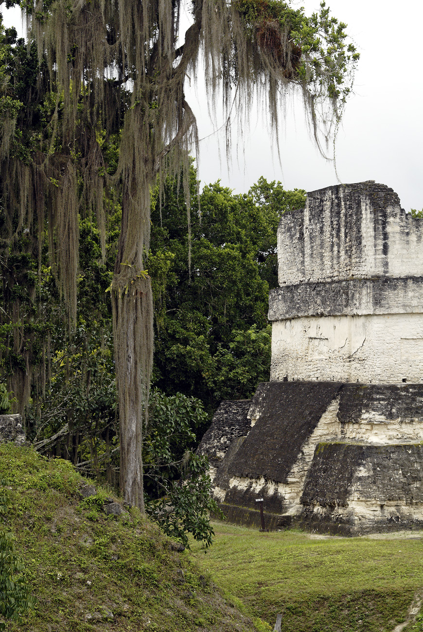 gua06_1233.jpg - Tikal acropole nord