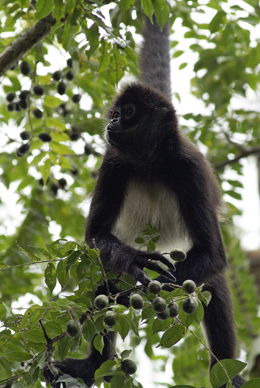 gua06_1291.jpg - Tikal singe araignée ou atèle, dans son occupation favorite de cueillette de fruits