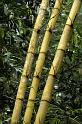 gua06_0970