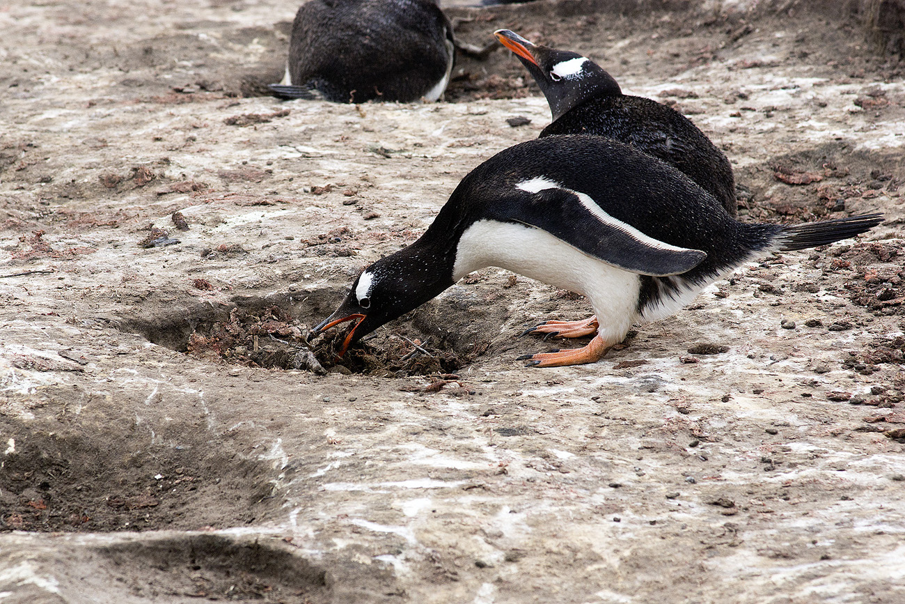 falk16-01-12_061-z.jpg