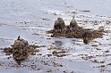 falk16-01-13_051-z