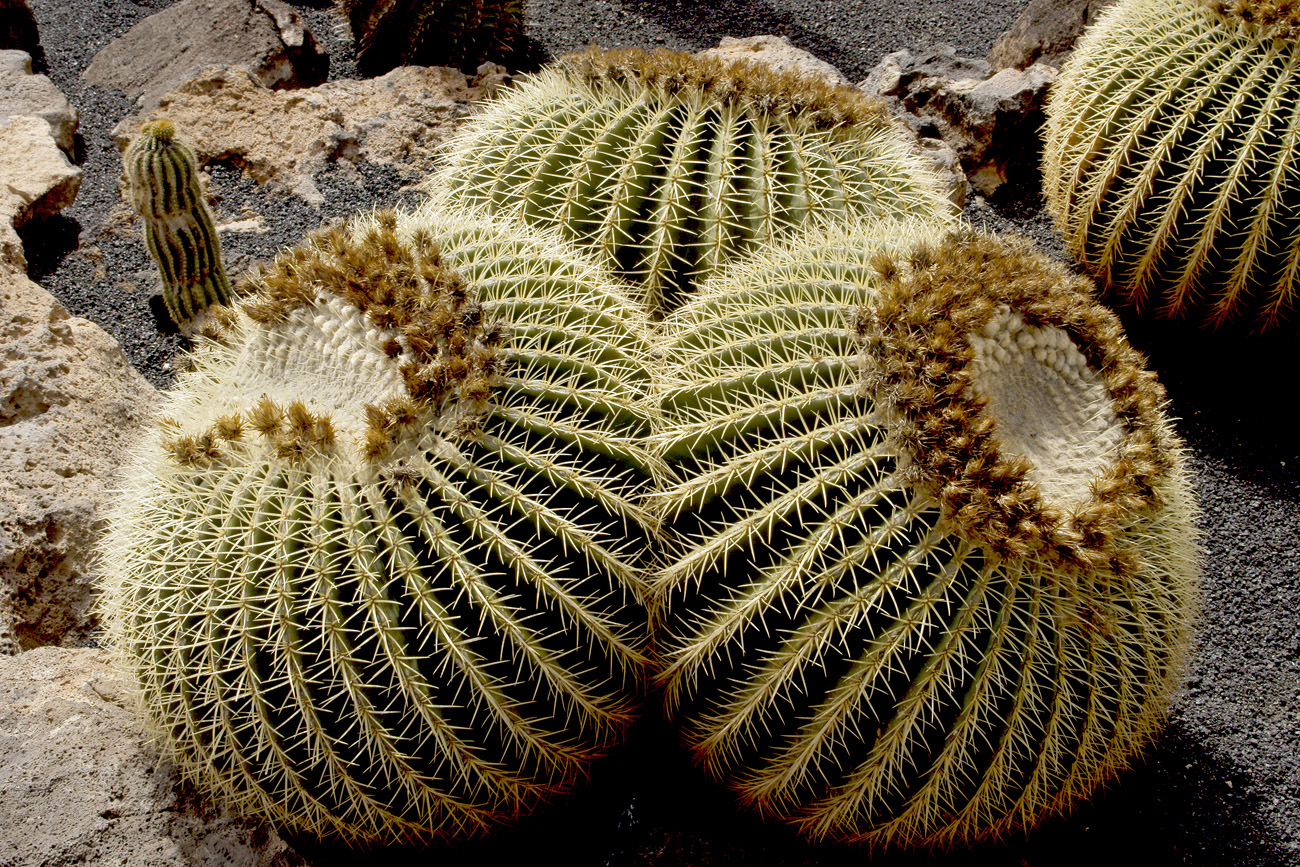 lanz08-03-14_005.jpg -  Lanzarote, mars 2008 Jardin de cactus fondé par Cesar Manrique
