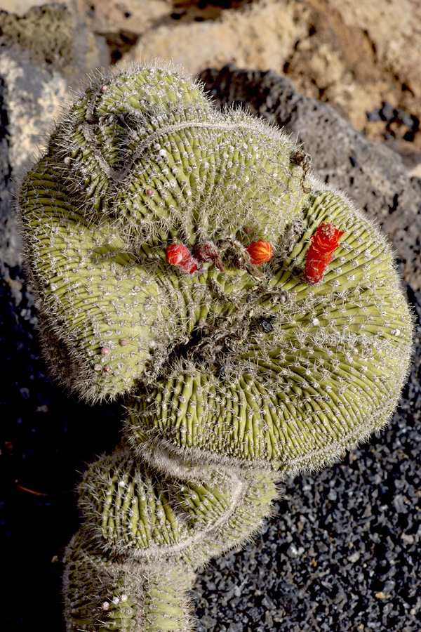 lanz08-03-14_006.jpg -  Lanzarote, mars 2008 Jardin de cactus fondé par Cesar Manrique