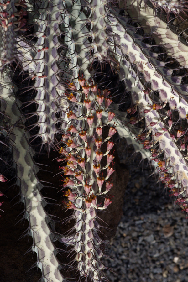 lanz08-03-14_008.jpg -  Lanzarote, mars 2008 Jardin de cactus fondé par Cesar Manrique