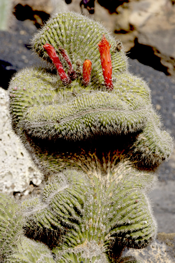 lanz08-03-14_009.jpg -  Lanzarote, mars 2008 Jardin de cactus fondé par Cesar Manrique