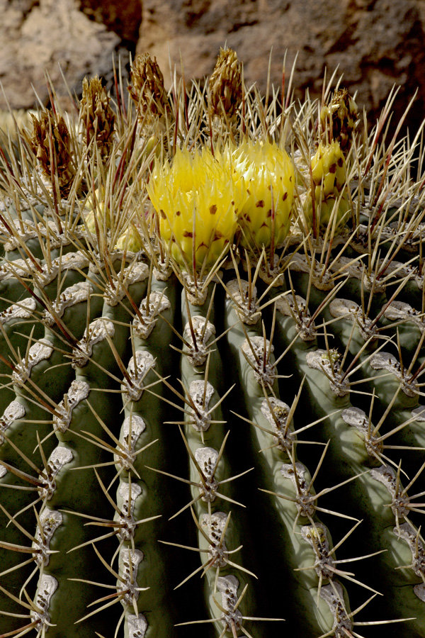 lanz08-03-14_010.jpg -  Lanzarote, mars 2008 Jardin de cactus fondé par Cesar Manrique