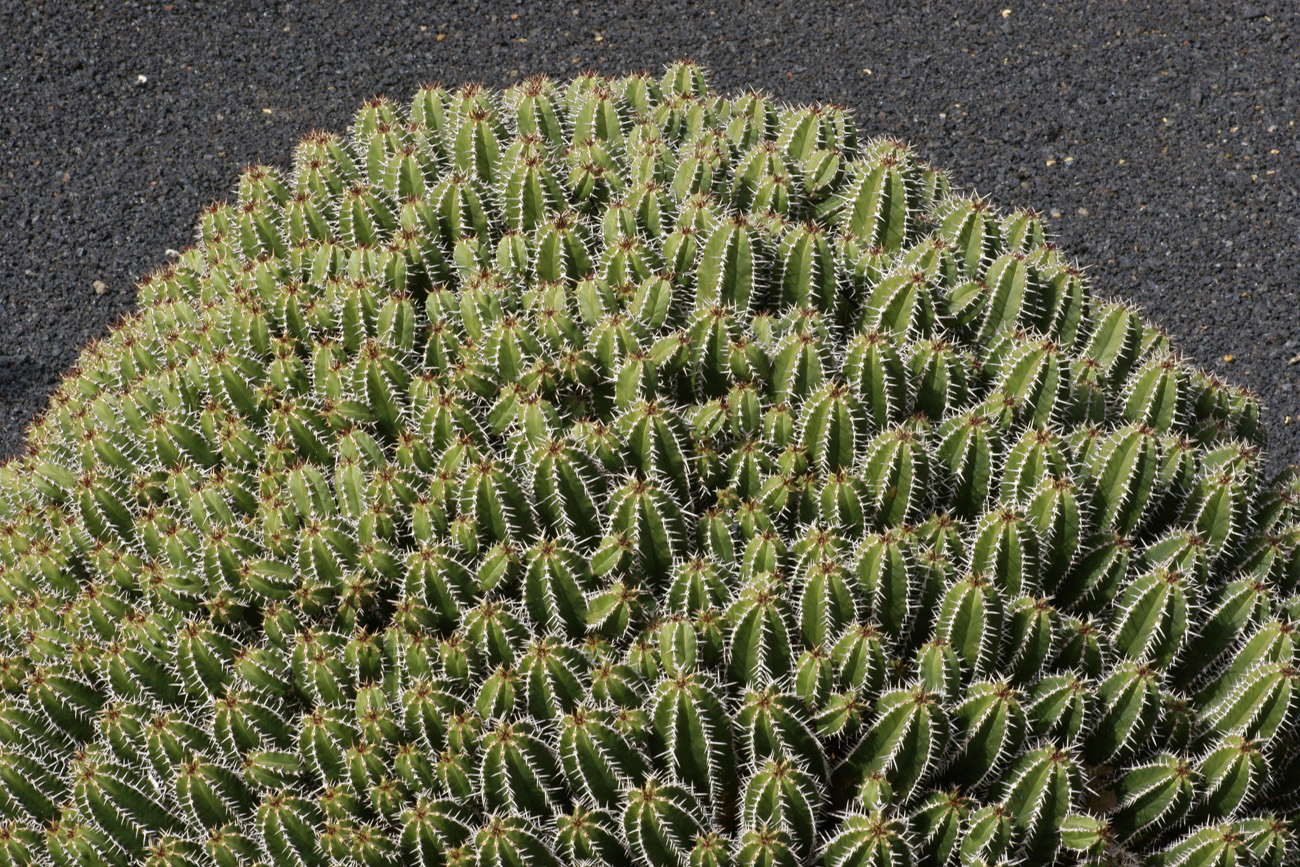 lanz08-03-14_013.jpg -  Lanzarote, mars 2008 Jardin de cactus fondé par Cesar Manrique